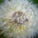 Gone To Seed_DSCF01815